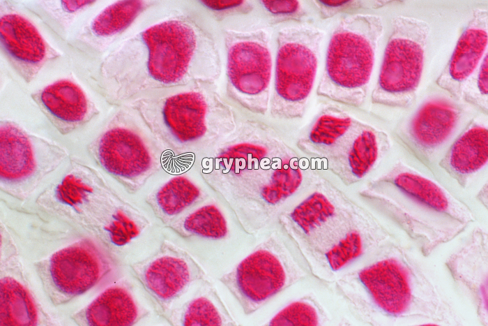 Mitoses de cellules de racine d'Ail - coloration Feulgen x160 - gryphea.com